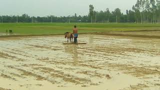 ঘোড়া দিয়ে মই চাষ করার গ্রাম্য ভিডিও  #horsh #horse