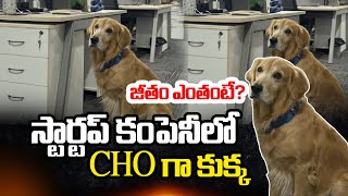 స్టార్టప్ కంపెనీలో CHOగా కుక్క జీతం ఎంతంటే..? || Hyderabad startup appoints dog as CHO