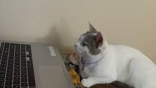 My Cat Reacting To a Cat Video🐈 #cats #animals