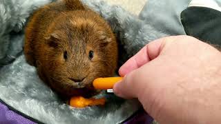 Carrot For A Boop