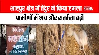 बुरहानपुर में तेंदुआ गांव में घुसा, गाय शिकार और ग्रामीणों में दहशत