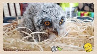 Szlarogłówka Północna (Ptilopsis Leucotis) w sowim przedszkolu ;)