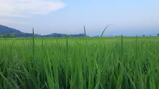 Small Path Filled With Childhood Laughter. Screaming Silence of the Farm Road