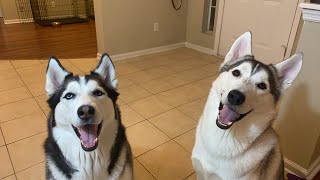 Sixty Formula Live! Sunday Night - Husky Diets!