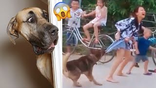 Funniest Animal Videos 2023 😍 Cute Cats 😻 and Funny Dogs 🐶