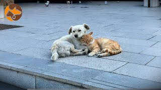 They Waited 20 Days at a Highway Service Area, Then Were Rescued by a Kind Soul