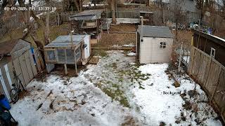 Hawk is trying to attack  my pigeons coop. Racing pigeon. Kabutar,kalapati.