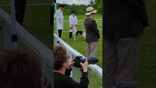 Canadian Foxhound show at ECH 2022
