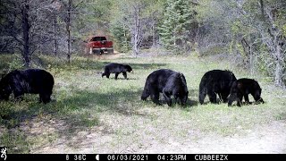 Insane Wildlife & Watching For Squatch At Area 52!