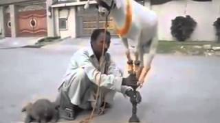 The wages of the torturer-trainer and the humiliation of the animal