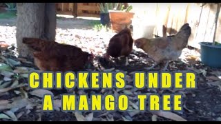 When Chickens Hang Under A Tree...