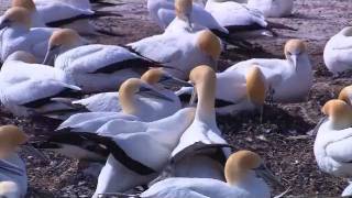 This Is Why Its Called Randomosity