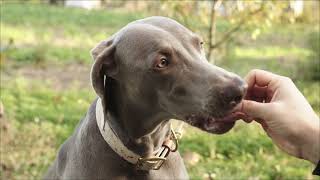 This Super Smart Dog uses Leaves as Money to Buy Cookies | His Intelligence will leave you Stunned