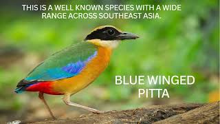 Birds Blue Winged Pitta, Hooded Pitta, Malayan Banded Pitta, Noisy Pitta, Indian Pitta