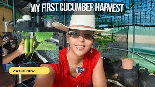 My First Cucumber Harvest 2025