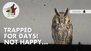 Through our lens: Long-eared owl trapped for days