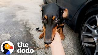 Couple Finds A Doberman Puppy On Their Way To A Hike | The Dodo