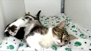 The Ocean kittens and the great escape