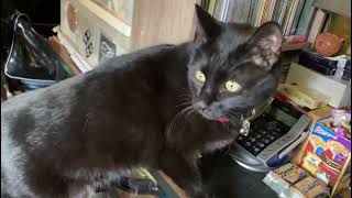#BCT永吉RRH黒猫店長永吉君
