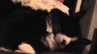 RIP Amulet 2004?-2011 the best stray i ever knew - oh yeah and Sox - Cat's In the Cradle