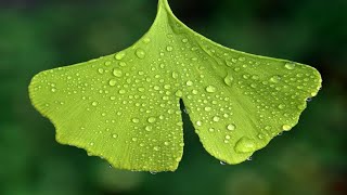 Relaxing Music & Rain Sounds - Beautiful Piano Music, Background Music, Sleep Music 200 Minutes HD 🍀