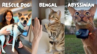 A realistic week with my critter crew 🐶🐱🐱