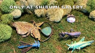SHIBUMI NEWS!