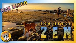 😴4K DOG BEACH ZEN at SUNSET - White Noise of Ocean with dogs playing on the beach in spectacular 4K!