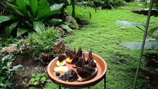 Vlinders in slow motion in de vlindertuin van de Antwerpen Zoo