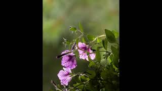 Weekly 365 Day Photo Challenge Images 07132025