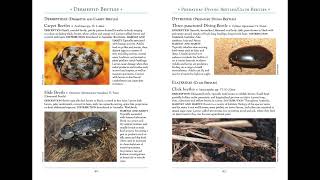 A sneak peek preview of Insects of Australia book (2nd Ed.)
