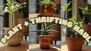 New Plant Haul + Thrifted Vintage Pots | Affordable Plant Styling 2025