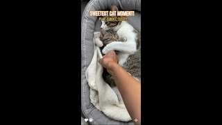 Sweetest Cat Moment! Kitten Plays, Cuddles & Sleeps with Mom | Heartwarming Feline Love