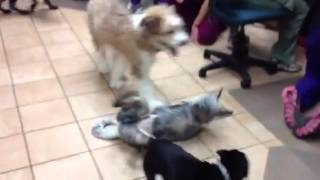 Midgie & the BVH puppy gang