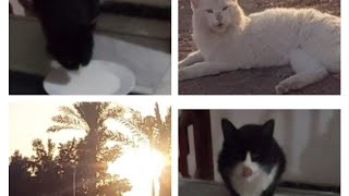 Street cat vs Persian cat| Major difference between street cat and persian cat