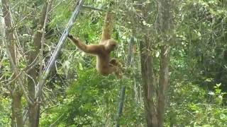 Gibbon watching in Thailand - PodVolunteer