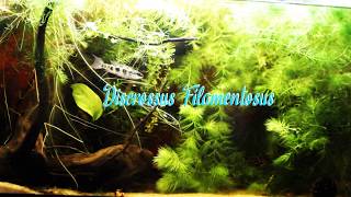 Dicrossus Filamentosus