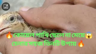 কোয়েল পাখি ছেলে না মেয়ে চেনার ৩টি উপায় | ways to know a quail bird is a boy or a girl #Ashiqvlogs