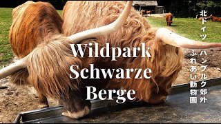 【 ドイツ子育て 🇩🇪 】動物が近すぎる！ハンブルク近郊の野生動物公園で過ごす、最高の週末VLOG。