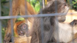 Rachel, a Geoffroy's spider monkey, arrived from the Japan Monkey Center