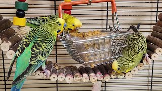 Budgies party sounds for lonely birds | Play this video on loop while away | Video for cats to watch