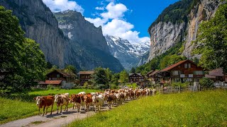 Swiss Cows coming home from the mountains in Lauterbrunnen and Wengen! 🇨🇭🐮