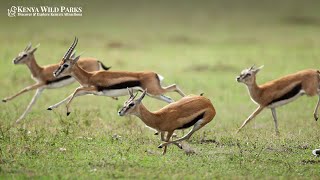 Why Are They Called Thomson’s Gazelle?