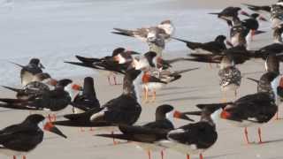 Black Skimmers Calling