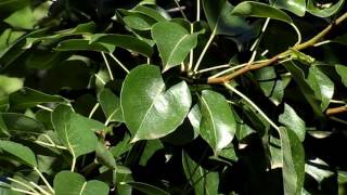 Pear Tree #1 Free HD Video Background
