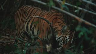 Tiger eating deer in tadoba national park😨😨