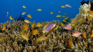 Testing the Sony FX3 4K cinema camera underwater on beautiful marine life of the Solomon Islands.