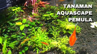 Aquascape plants without CO2 injection