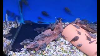 50+ bristlenose pleco catfish albino bristlenose catfish pleco