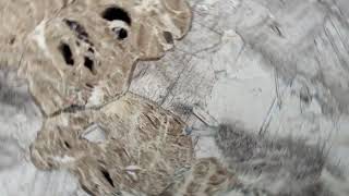 Serpentine marble, plane polars